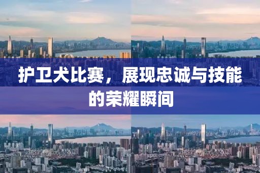護衛犬比賽，展現忠誠與技能的榮耀瞬間