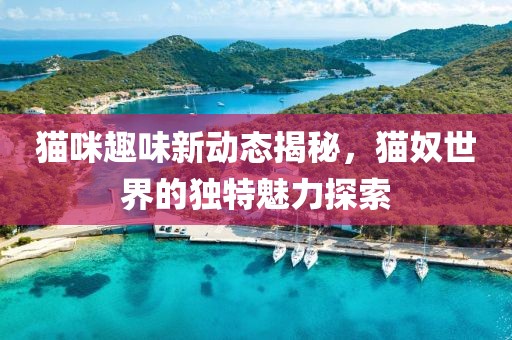 貓咪趣味新動態揭秘，貓奴世界的獨特魅力探索