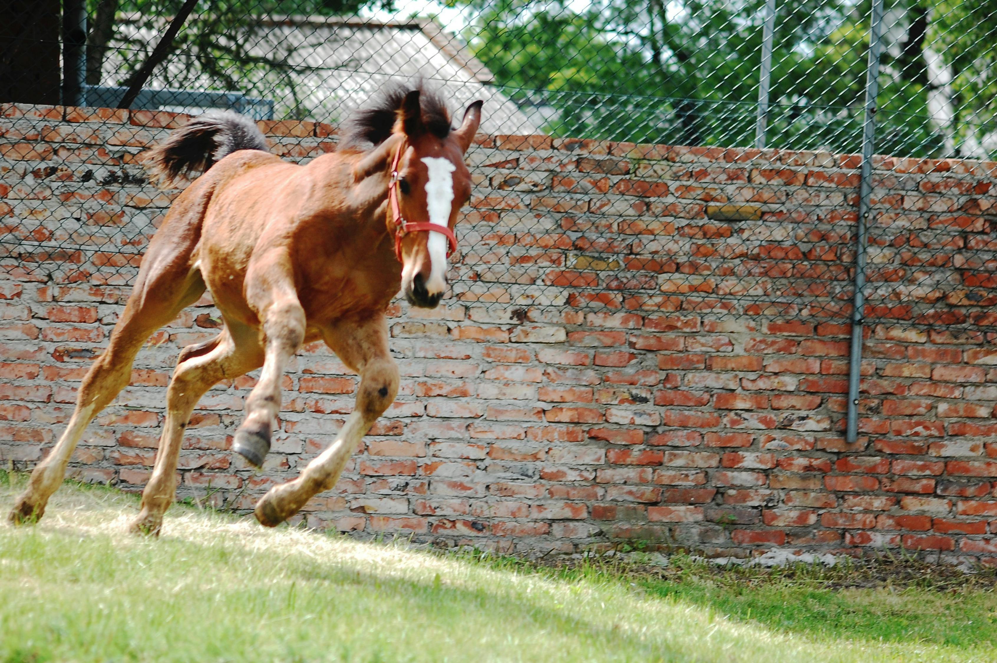 2024澳門特馬今晚開獎56期的：25-48-41-22-45-44特別號碼：38