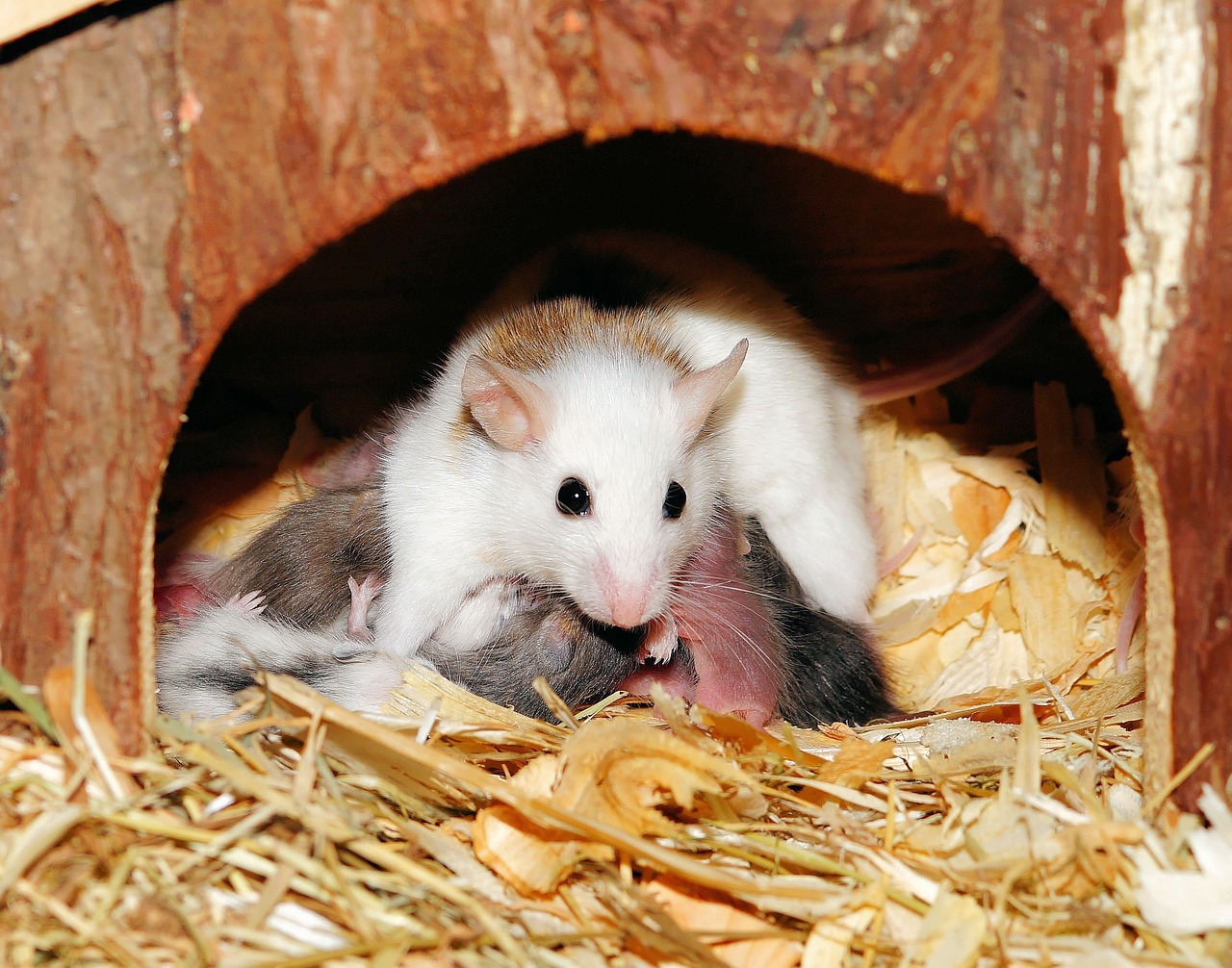014957.cσm查詢,澳彩開獎：鼠、牛、鼠、牛中