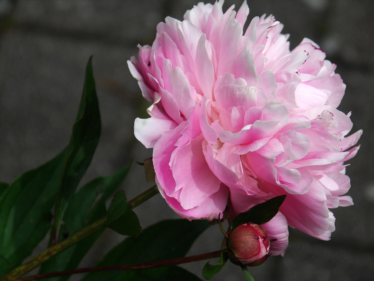 牡丹花籽油價格揭秘，市場影響與市場趨勢分析