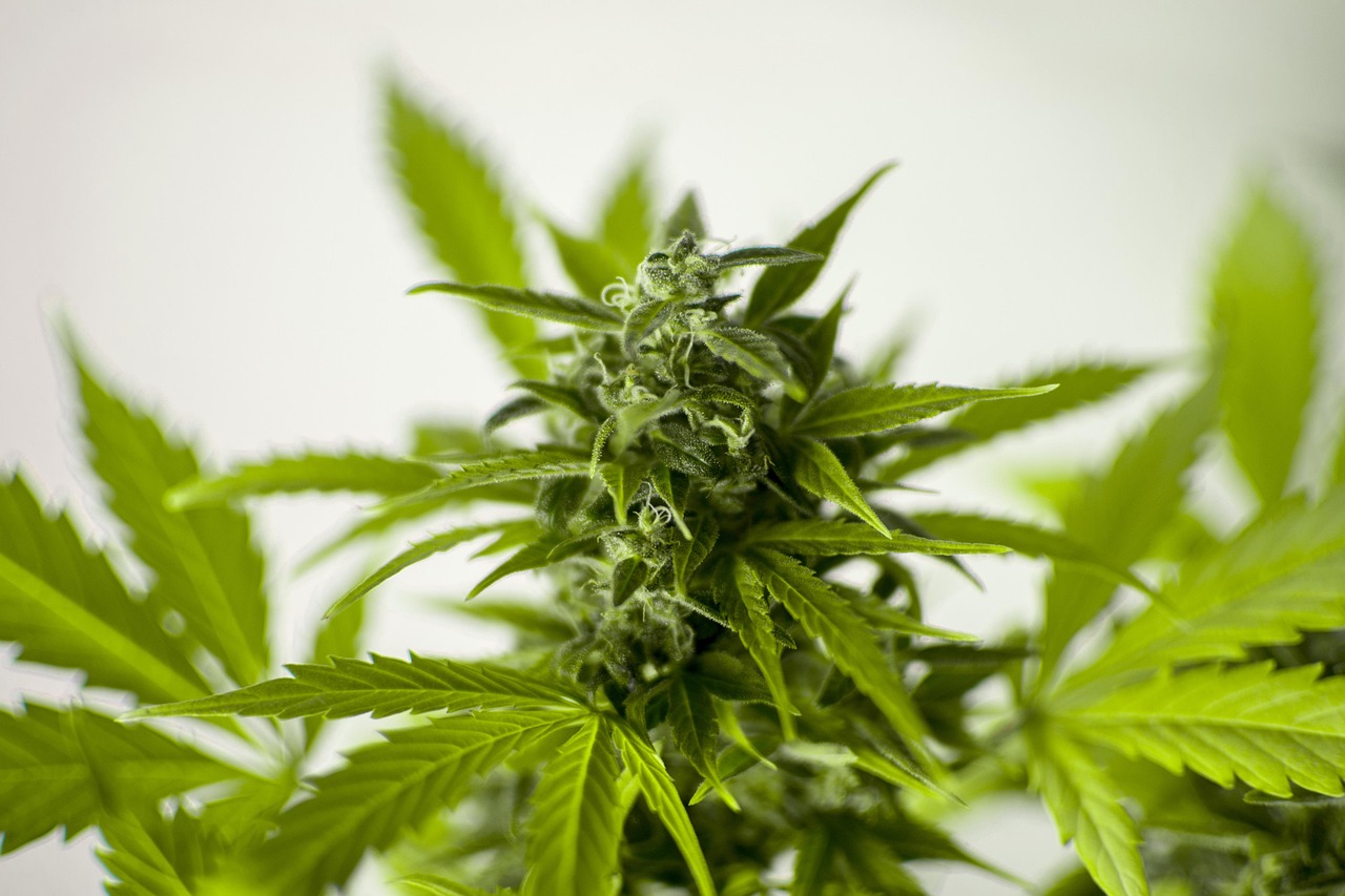 云煙87最新栽培技術詳解與指南