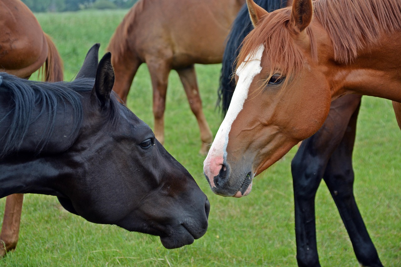 最新Zoom動物馬玩法探索，揭秘虛擬世界的無限樂趣