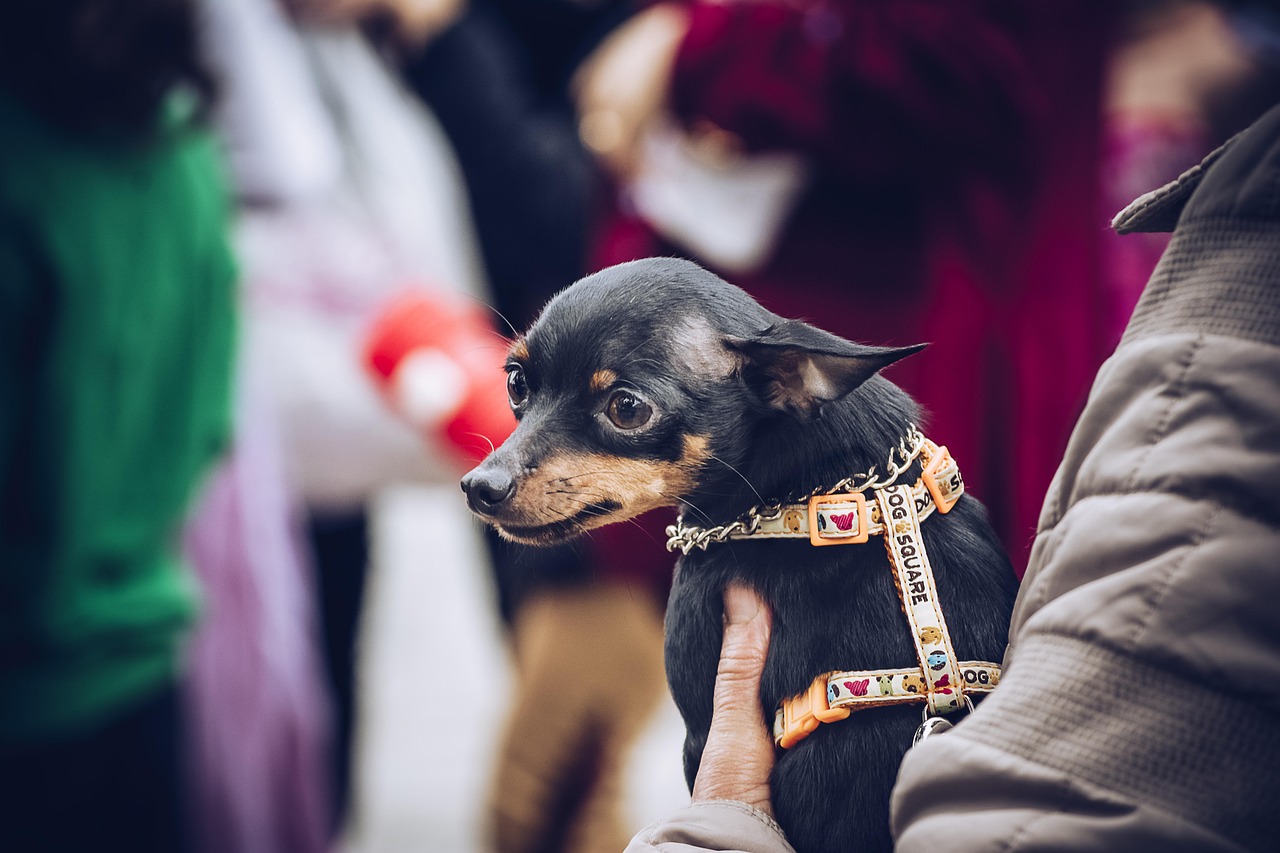 技藝與情感的較量，精彩紛呈的訓犬比賽與馴犬大賽