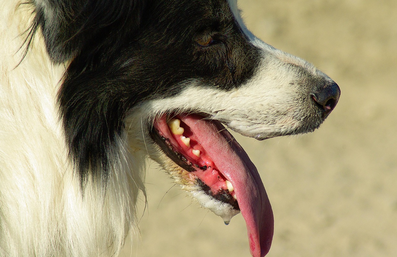 人與犬的默契之道，訓犬比賽視頻探秘