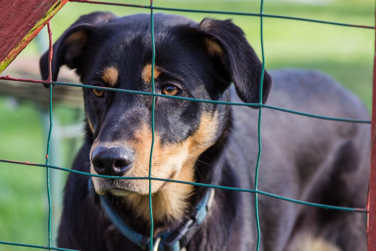 柯基犬價格解析，影響柯基犬價格的因素探討