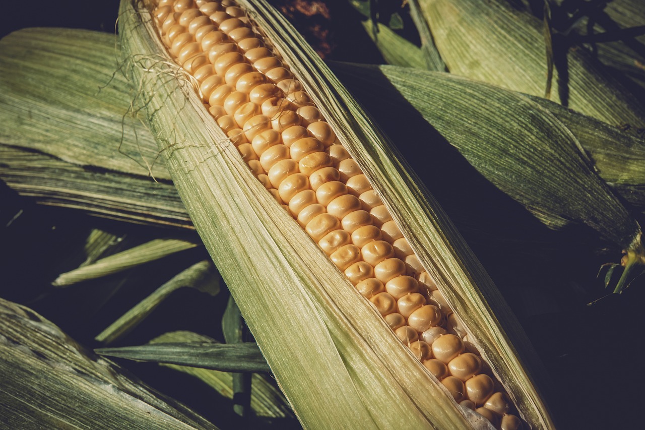 邯鄲玉米價格最新行情及分析概覽