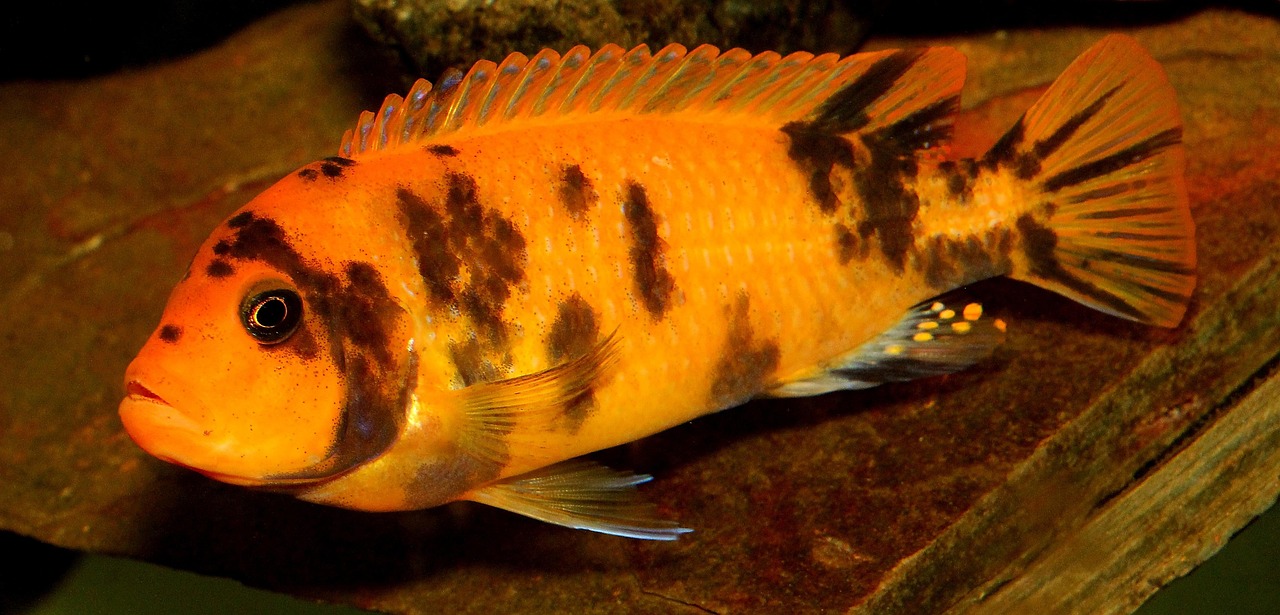 最新魚食革新，引領水族寵物飼養新時代