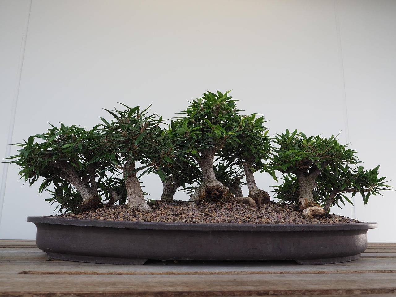 幸福林帶三期進展更新，邁向綠色生態宜居的未來
