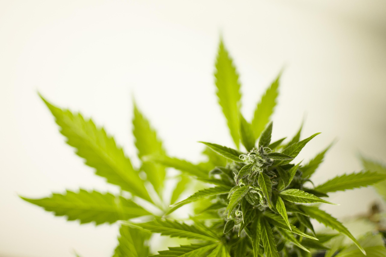 最新除草技術分享，高效、環保的除草方案揭秘