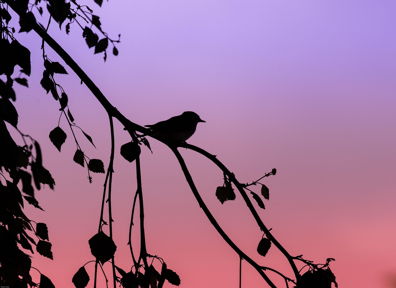 百鳥朝鳳電影深度解析，傳統與現代的交響奏鳴