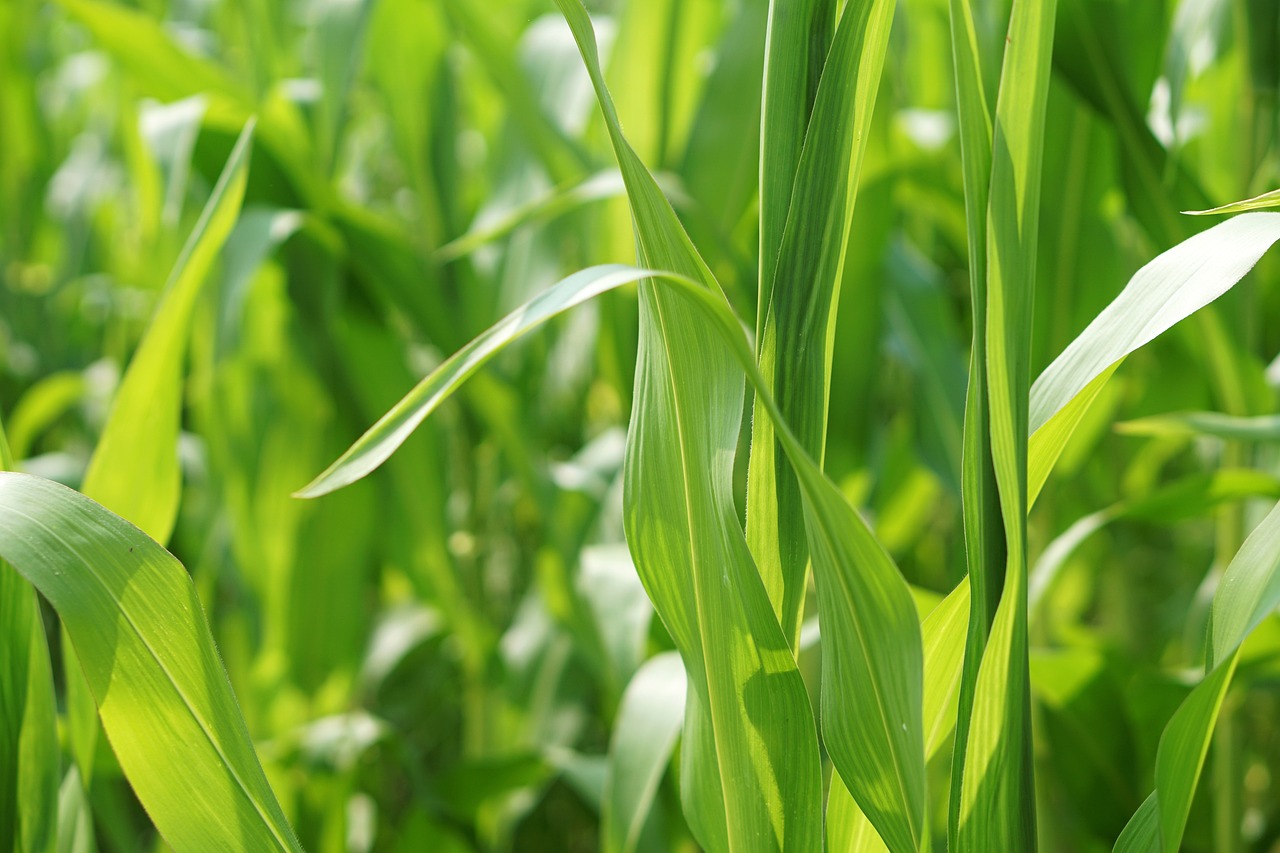 菜籽油行情深度分析與展望
