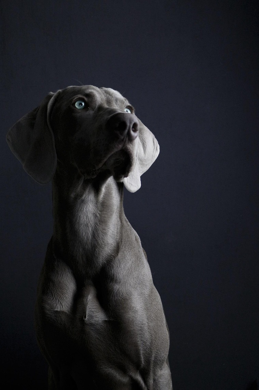 動漫敗犬的獨特魅力展現