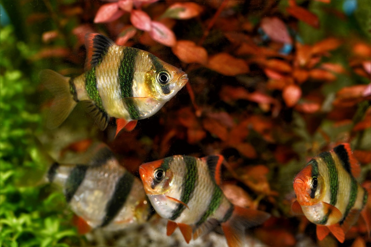 探尋水族競技魅力，龍魚比賽視頻精彩呈現