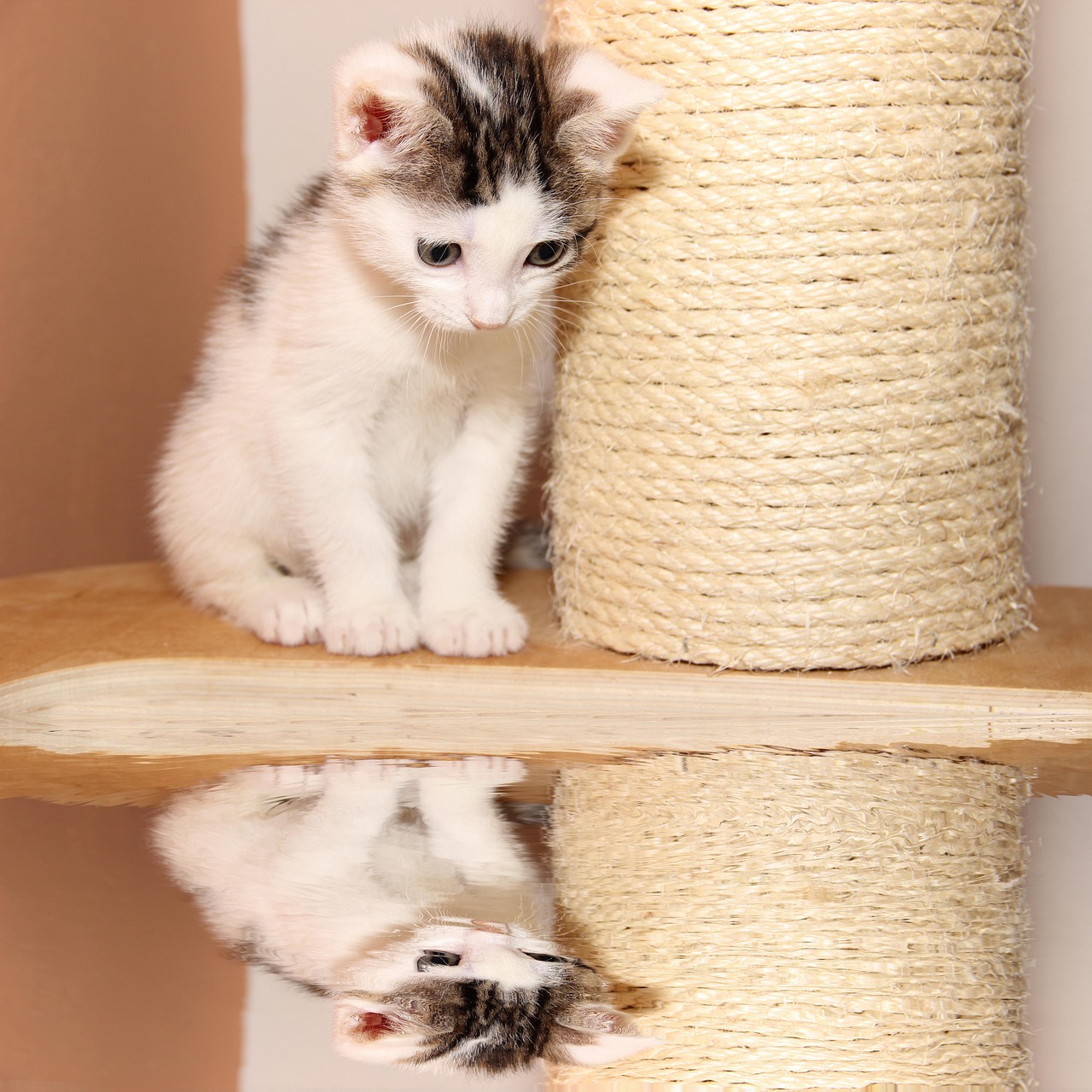 最新Kitty貓卡通圖集，魅力視覺盛宴